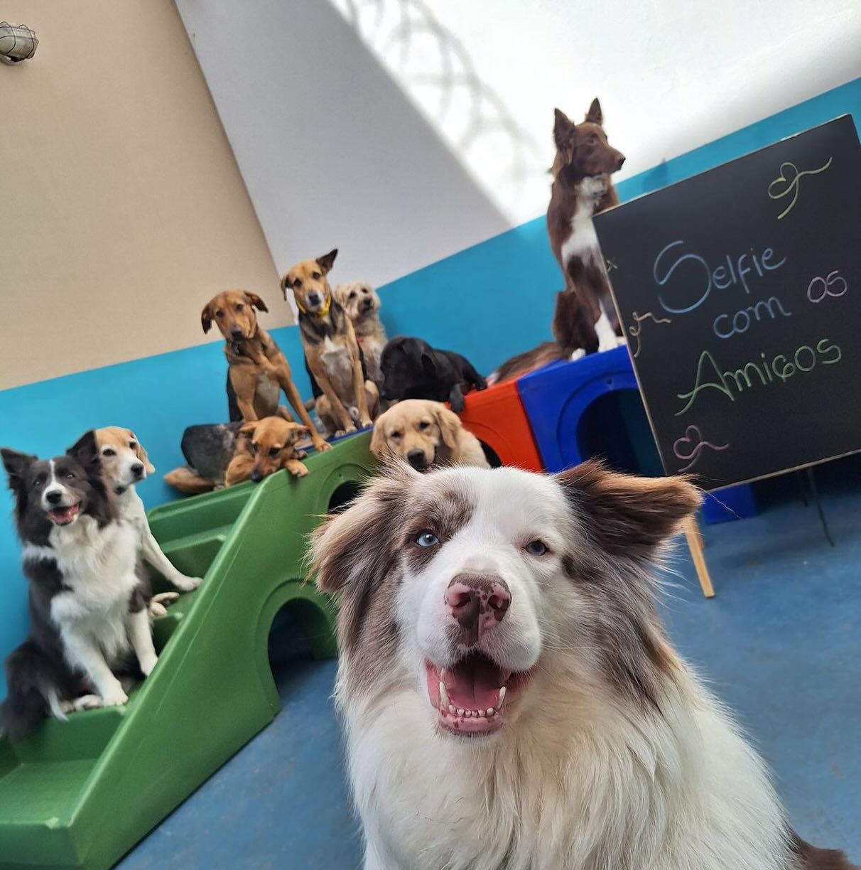 Cachorro deitado em cobertor claro com fundo desfocado